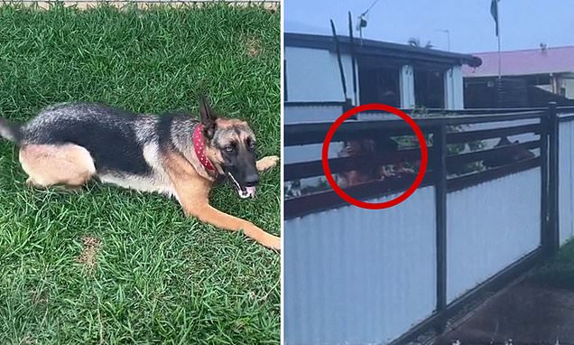 Fraser Coast man will get out of $718 nice after his German Shepherd canines seen wanting by way of fence