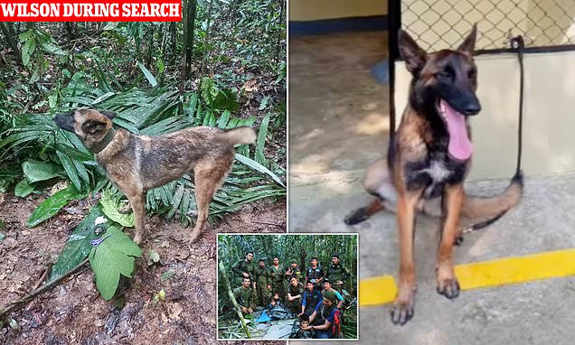 Tragic finish for the hero canine that discovered youngsters misplaced within the Colombian jungle