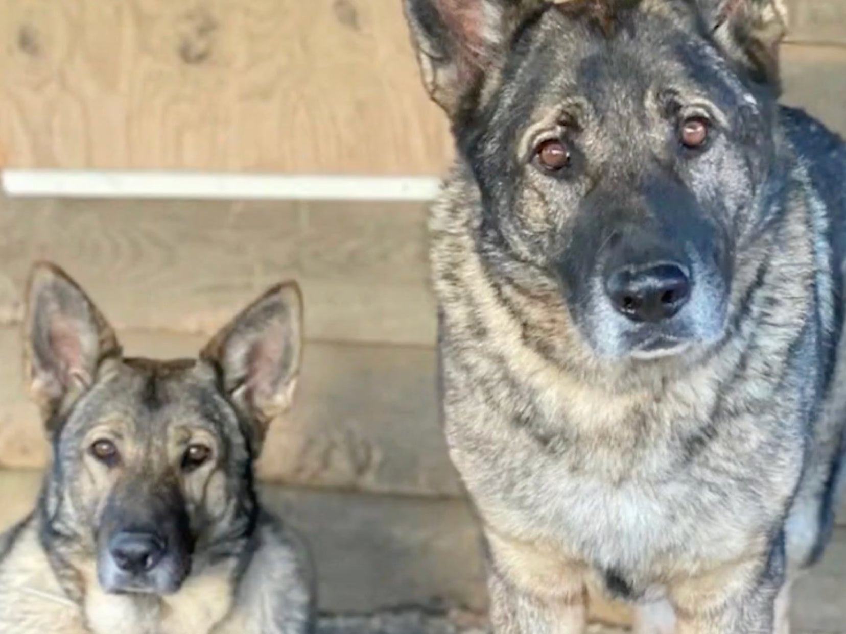 Lady claims hunter shot, beheaded and skinned her two German Shepherds